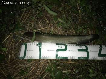 �ޥʥޥ�