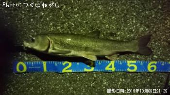 �ޥ륿