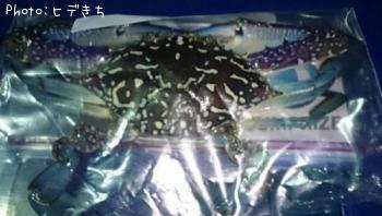 ¥ï¥¿¥ê¥¬¥Ë