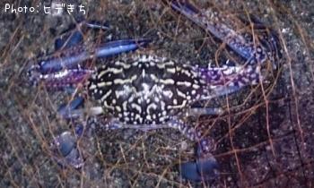 ¥ï¥¿¥ê¥¬¥Ë