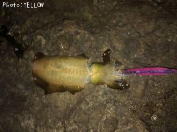 �����ꥤ��