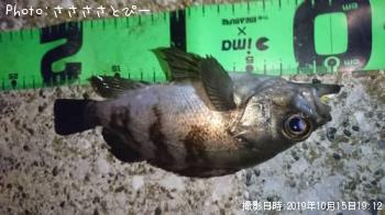 ¥á¥Ð¥ë¡õ¥¢¥¸