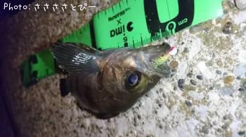 ¥á¥Ð¥ë¡õ¥¢¥¸