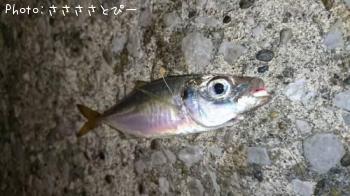 ¥á¥Ð¥ë¡õ¥¢¥¸