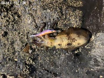 ¥¢¥ª¥ê¥¤¥«