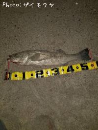 �����Х�