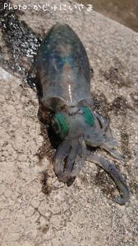 ¥¢¥ª¥ê¥¤¥«