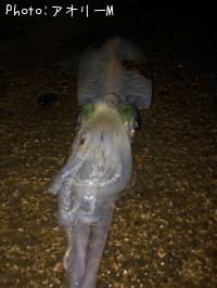 �����ꥤ��