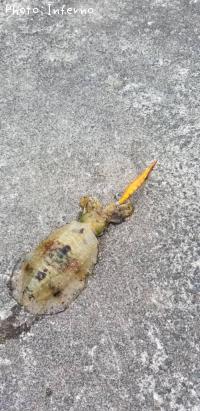 ¥¢¥ª¥ê¥¤¥«