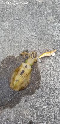 ¥¢¥ª¥ê¥¤¥«