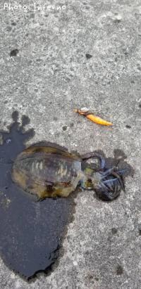 ¥¢¥ª¥ê¥¤¥«