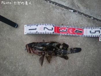 ¥Ù¥Ã¥³¥¦¥¾¥¤