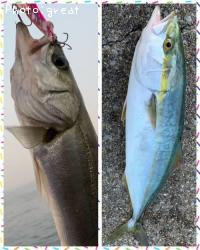 ¥·¡¼¥Ð¥¹¡õ¥¤¥Ê¥À