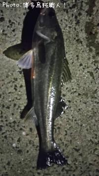 �����Х��������ꥤ��