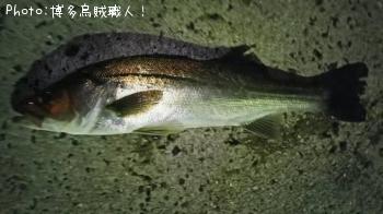 �����Х��������ꥤ��