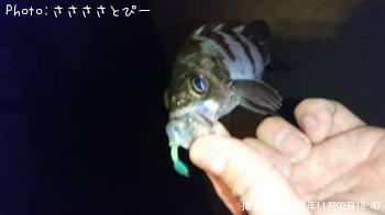 ��Х�������Х�