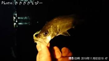 ��Х�������Х�