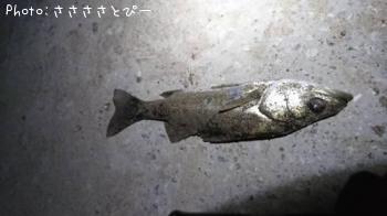 ��Х�������Х�