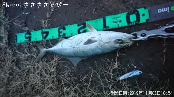 ���ʥ��������Х�