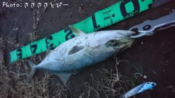 ���ʥ��������Х�