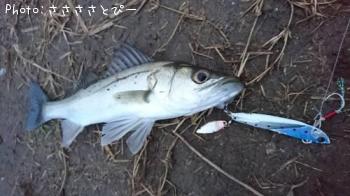 ���ʥ��������Х�