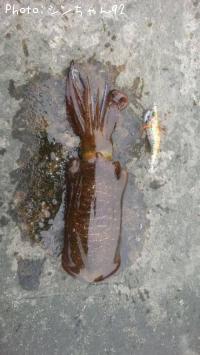 ¥¢¥ª¥ê¥¤¥«