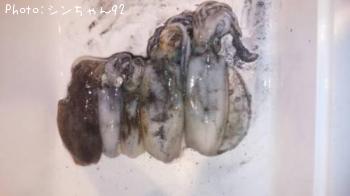 ¥¢¥ª¥ê¥¤¥«