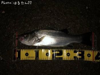 ¥Ò¥é¥»¥¤¥´