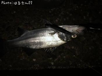 ¥Ò¥é¥»¥¤¥´