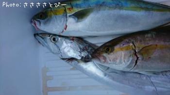 ��饵��������������ϥ�