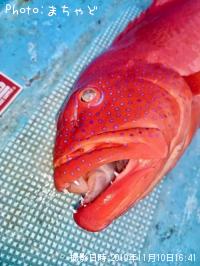 ¥¹¥¸¥¢¥é¡Ú¥¢¥«¥¸¥ó¡Û