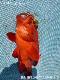 ¥¢¥«¥ß¡¼¥Ð¥¤¡Ú¥¢¥¶¥Ï¥¿¡Û