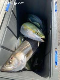 ¥·¡¼¥Ð¥¹¡õ¥¤¥Ê¥À