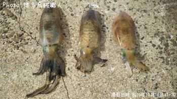 ¥¢¥ª¥ê¥¤¥«