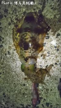 ¥¢¥ª¥ê¥¤¥«