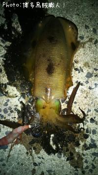 ¥¢¥ª¥ê¥¤¥«