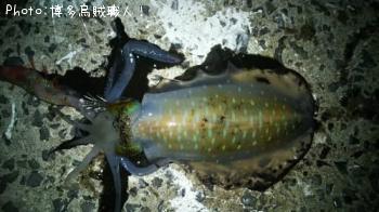 ¥¢¥ª¥ê¥¤¥«