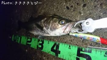 �����Х�