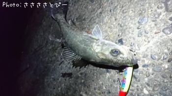 �����Х�