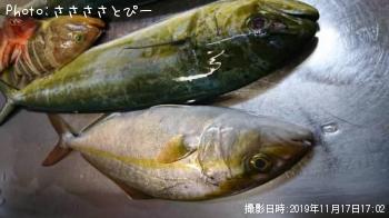 ショゴ&シイラ&イナダ&オオモンハタ&アオハタ&ホウボウ