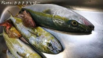 ショゴ&シイラ&イナダ&オオモンハタ&アオハタ&ホウボウ