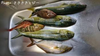 ショゴ&シイラ&イナダ&オオモンハタ&アオハタ&ホウボウ