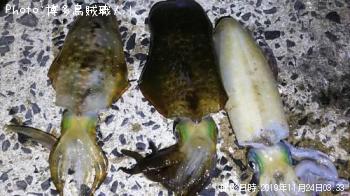 ¥¢¥ª¥ê¥¤¥«