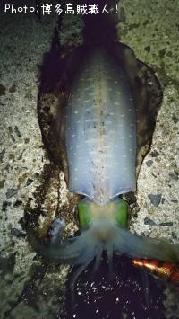 ¥¢¥ª¥ê¥¤¥«