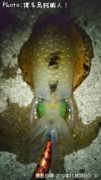 ¥¢¥ª¥ê¥¤¥«