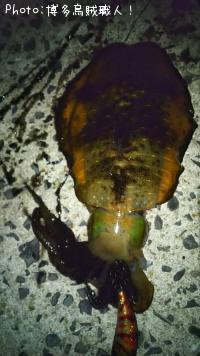 ¥¢¥ª¥ê¥¤¥«