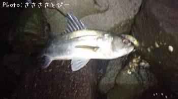 �����Х�