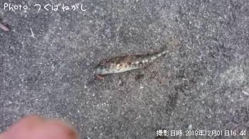 ���������ʥϥ�