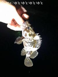 ���������饽��