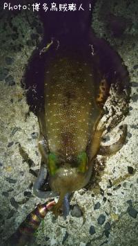 ¥à¥Ä¡¢¥¢¥¸¡¢¥«¥Þ¥¹¡¢¥¢¥ª¥ê¥¤¥«